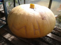 /album/photos-2012/maisies-pumpkin-jpg/